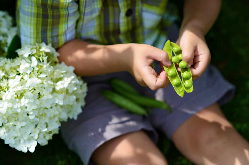 Children opening a pea pod
