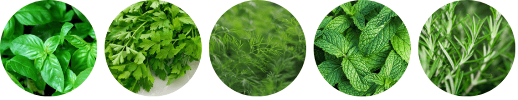 Herbs- basil, parsley, dill, mint and rosemary