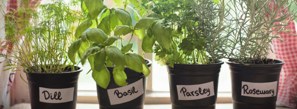 Herbs growing indoors